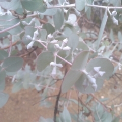 Eucalyptus cinerea at Cooma North Ridge Reserve - 17 May 2024