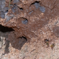Vespula germanica (European wasp) at Paddys River, ACT - 18 May 2024 by TimL