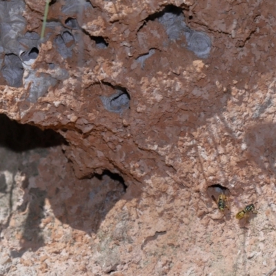 Vespula germanica (European wasp) at Paddys River, ACT - 18 May 2024 by TimL