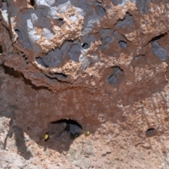 Vespula germanica at Tidbinbilla Nature Reserve - 18 May 2024