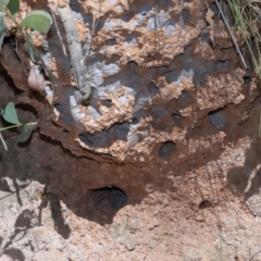 Vespula germanica at Tidbinbilla Nature Reserve - 18 May 2024