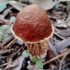 Unidentified Bolete - Fleshy texture, stem central (more-or-less) at Bodalla, NSW - 17 May 2024 by Teresa