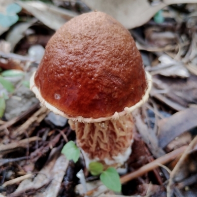 Austroboletus lacunosus at Bodalla, NSW - 17 May 2024 by Teresa