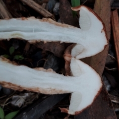 Austroboletus lacunosus at Bodalla State Forest - 17 May 2024 12:36 PM