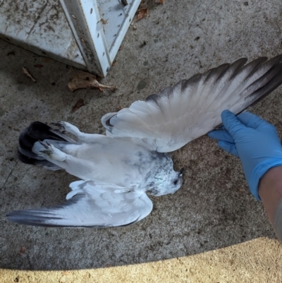 Columba livia (Rock Dove (Feral Pigeon)) at Page, ACT - 18 May 2024 by rbannister