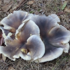 Unidentified Cap on a stem; gills below cap [mushrooms or mushroom-like] at Mittagong - 18 May 2024 by SandraH