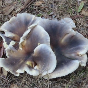 Omphalotus nidiformis at Wingecarribee Local Government Area - 18 May 2024 11:24 AM