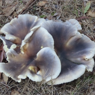 Unidentified Cap on a stem; gills below cap [mushrooms or mushroom-like] at Mittagong, NSW - 18 May 2024 by SandraH