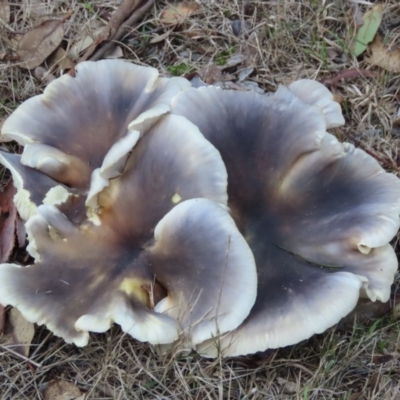 Omphalotus nidiformis (Ghost Fungus) at Wingecarribee Local Government Area - 18 May 2024 by SandraH