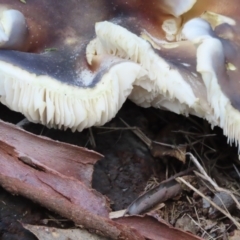 Omphalotus nidiformis at Wingecarribee Local Government Area - 18 May 2024 11:24 AM