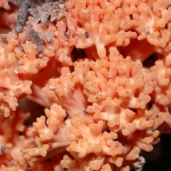 Ramaria sp. (A Coral fungus) at Tidbinbilla Nature Reserve - 18 May 2024 by TimL