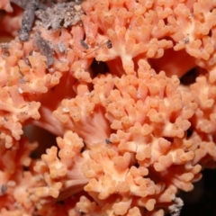 Ramaria sp. (genus) (A Coral fungus) at Tidbinbilla Nature Reserve - 18 May 2024 by TimL