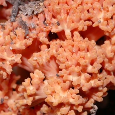Ramaria sp. (A Coral fungus) at Tidbinbilla Nature Reserve - 18 May 2024 by TimL