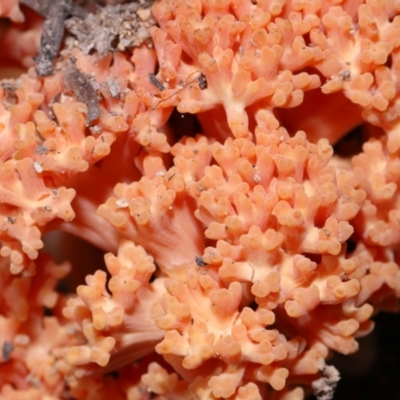 Ramaria capitata ochraceosalmonicolor at Tidbinbilla Nature Reserve - 18 May 2024 by TimL