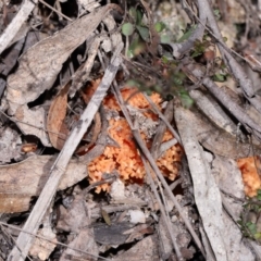 Ramaria sp. at Tidbinbilla Nature Reserve - 18 May 2024