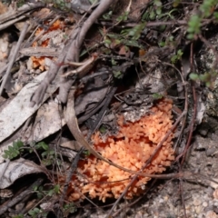 Ramaria sp. at Tidbinbilla Nature Reserve - 18 May 2024