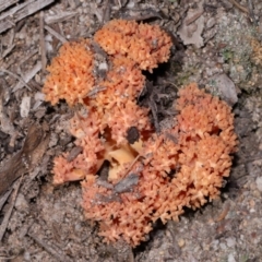 Ramaria sp. at Tidbinbilla Nature Reserve - 18 May 2024