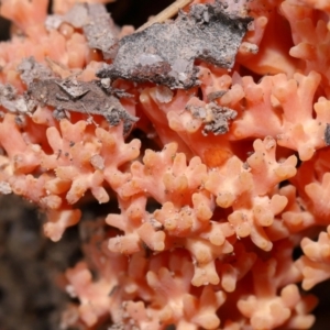 Ramaria sp. at Tidbinbilla Nature Reserve - 18 May 2024