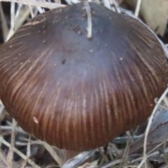 Unidentified Cap on a stem; gills below cap [mushrooms or mushroom-like] at suppressed - 18 May 2024 by SandraH