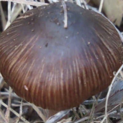 Unidentified Cap on a stem; gills below cap [mushrooms or mushroom-like] at Mittagong - 18 May 2024 by SandraH