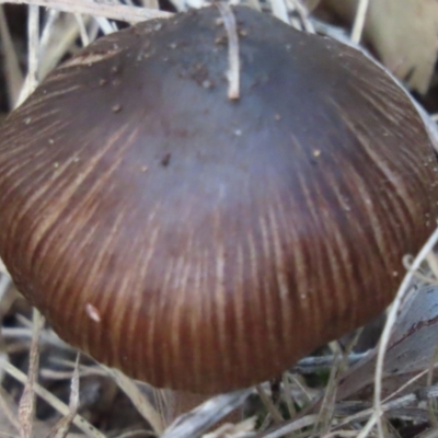 Unverified Cap on a stem; gills below cap [mushrooms or mushroom-like] at Wingecarribee Local Government Area - 18 May 2024 by SandraH