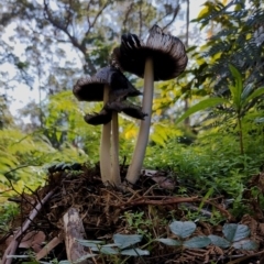Unidentified Cap on a stem; gills below cap [mushrooms or mushroom-like] at suppressed - 17 May 2024 by Teresa