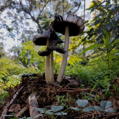 Unidentified Cap on a stem; gills below cap [mushrooms or mushroom-like] at Bodalla State Forest - 17 May 2024 by Teresa