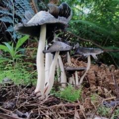 Coprinellus etc. at Bodalla State Forest - 17 May 2024