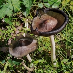 Coprinellus etc. at Bodalla State Forest - 17 May 2024