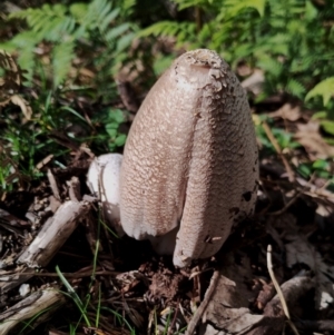 Coprinellus etc. at Bodalla State Forest - 17 May 2024