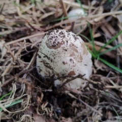 Coprinellus etc. at Bodalla State Forest - 17 May 2024