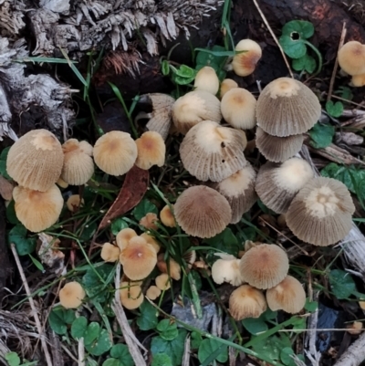 Unidentified Cap on a stem; gills below cap [mushrooms or mushroom-like] at Bodalla State Forest - 17 May 2024 by Teresa