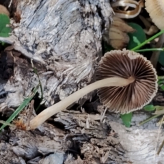 Coprinellus micaceus/truncorum at Bodalla State Forest - 17 May 2024 11:24 AM