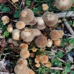 Coprinellus micaceus/truncorum at Bodalla State Forest - 17 May 2024 11:24 AM