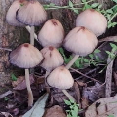Unidentified Cap on a stem; gills below cap [mushrooms or mushroom-like] at Bodalla State Forest - 17 May 2024 by Teresa