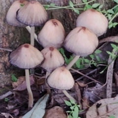 Unidentified Cap on a stem; gills below cap [mushrooms or mushroom-like] at Kianga, NSW - 17 May 2024 by Teresa