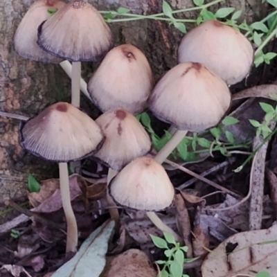 Unidentified Cap on a stem; gills below cap [mushrooms or mushroom-like] at Bodalla State Forest - 17 May 2024 by Teresa