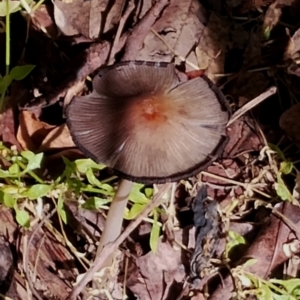 Coprinellus micaceus/truncorum at Bodalla State Forest - 17 May 2024 12:18 PM