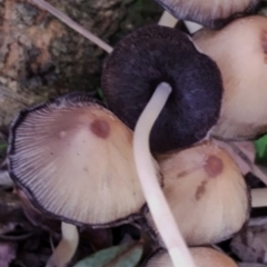 Coprinellus micaceus/truncorum at Bodalla State Forest - 17 May 2024 12:18 PM