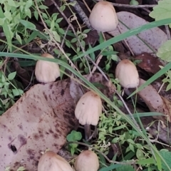 Coprinellus micaceus/truncorum at Bodalla State Forest - 17 May 2024 12:18 PM