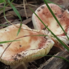 Russula sp. (genus) (Russula) at Wingecarribee Local Government Area - 18 May 2024 by SandraH