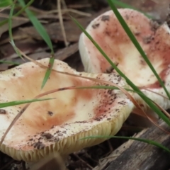 Unidentified Fungus at Mittagong, NSW - 18 May 2024 by SandraH