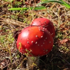 Amanita muscaria (Fly Agaric) at Wingecarribee Local Government Area - 17 May 2024 by SandraH