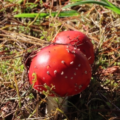 Amanita muscaria at Burradoo, NSW - 17 May 2024 by SandraH