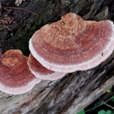 Unidentified Shelf-like to hoof-like & usually on wood at Bodalla State Forest - 17 May 2024 by Teresa