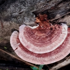 Rhodofomitopsis lilacinogilva at Bodalla State Forest - 17 May 2024 11:48 AM