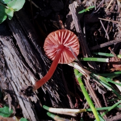 Unidentified Cap on a stem; gills below cap [mushrooms or mushroom-like] at Bodalla State Forest - 17 May 2024 by Teresa