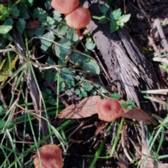 Laccaria sp. at Bodalla State Forest - 17 May 2024 11:35 AM