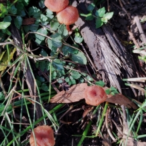 Laccaria sp. at Bodalla State Forest - 17 May 2024 11:35 AM