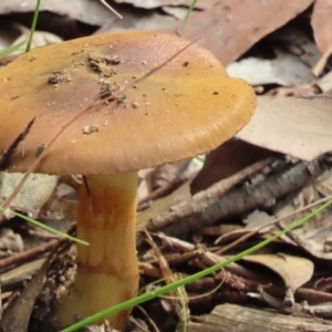 Unidentified Cap on a stem; gills below cap [mushrooms or mushroom-like] at suppressed by SandraH